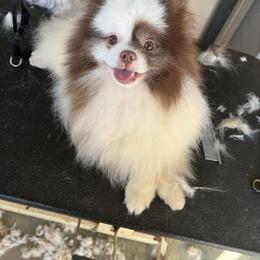 Charlie - Chocolate parti male Pomeranian puppy in San Diego, California from SD Bullies