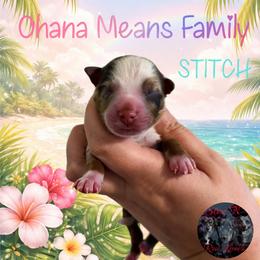 Stitch - Red merle male Miniature Australian Shepherd puppy in Brenham, Texas from Stone N Rose Kennels