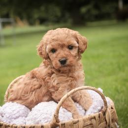 Olympia - Red  female Poodle puppy in Nappanee, Indiana from Perfect Match Poodles