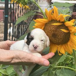 Lollipop - White and black female Tibetan Terrier puppy in Virginia from Tripitaka