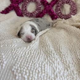 Val - Blue merle male Miniature American Shepherd puppy in Henrietta, New York from Morning Glory Minis