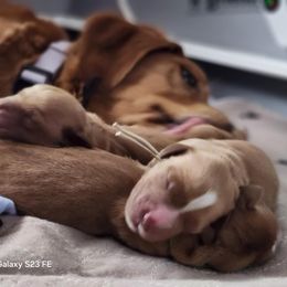 Golden Retriever Puppies from Golden Paws
