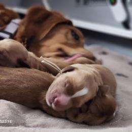 Golden Retriever Puppies from Golden Paws