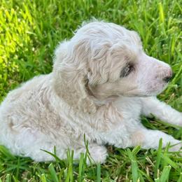 Poodle Puppies from Alysia Saleice Estes