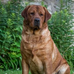 Rusty - Labrador Retriever