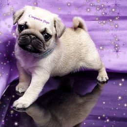 Pug Puppies from Companion Pups