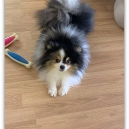 Slater - Pomeranian