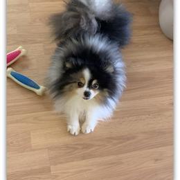 Slater - Pomeranian