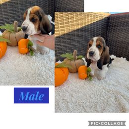 Basset Hound Puppies from Little Patch of Heaven