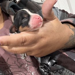 Tri 1 - Tri-color female Cavalier King Charles Spaniel puppy in Spanaway, Washington from Roy-alty Cavaliers