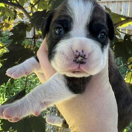 Flashy brindle girl - Brindle female Boxer puppy in Enon, Ohio from Diamond Lane Boxers