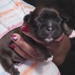 Milo - Chocolate male Shih Tzu puppy in Greer, South Carolina from My Precious Paws – Shih Tzu