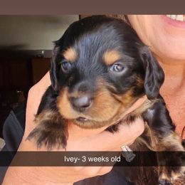 Ivey- Black and Tan (green) Possibly long hair - Black and tan female Dachshund puppy in Aragon, Georgia from Daschunds Unlimited