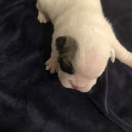 Bulldog Puppies from Cedar Lane Bulldogs