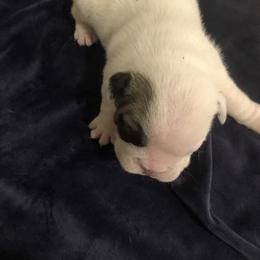 Bulldog Puppies from Cedar Lane Bulldogs