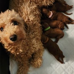 Wiggles - Goldendoodle