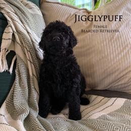 Girl 1 - Black female Goldendoodle puppy in Norman, Oklahoma from Wilson Family Companions