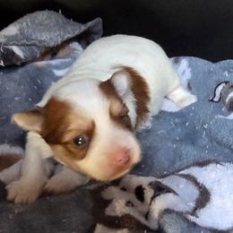 Sable - Chocolate, tan and white female Yorkshire Terrier puppy in White Pigeon, Michigan from Kathys Yorkie and Shih-tzu Cuties