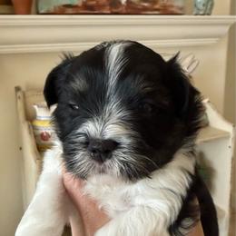 Jet - Black and white male Havanese puppy in Apopka, Florida from Dunhill Havanese