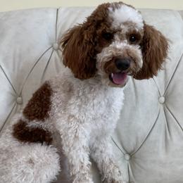 PJ - Goldendoodle