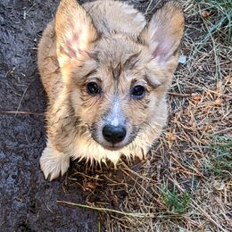 Pembroke Welsh Corgi Puppies from O-Joy Pembroke Welsh Corgis