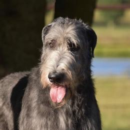 Della - Irish Wolfhound