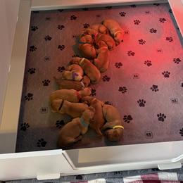 Boy 1 - Golden male Golden Retriever puppy in Kentucky from Greenridge Kennels