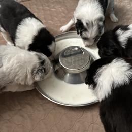 Border Collie Puppies from Roaring River Border Collies