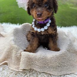 Aussiedoodle Puppies from The Cuddly Dood Ranch