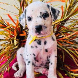 Yellow collar - White and black male Dalmatian puppy in Westhoff, Texas from Smart Dalmatians