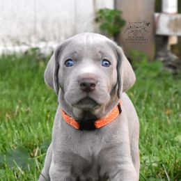Weimaraner Puppies from Platinum Weimaraners