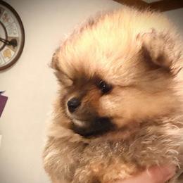 Girl 2 - Orange sable female Pomeranian puppy in Royston, Georgia from SouthernHearts Poms