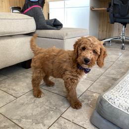 Chestnut - Apricot male Goldendoodle puppy in Sugarcreek, Ohio from True Hearted Doodles