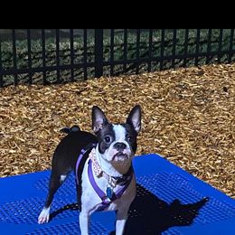 Boston Terrier Puppies from The Terriers Place