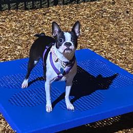 Boston Terrier Puppies from The Terriers Place