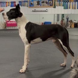 Santos - Great Dane