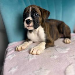 Girl 6 - Brindle female Boxer puppy in Prestonsburg, Kentucky from Diamond Standard Boxers