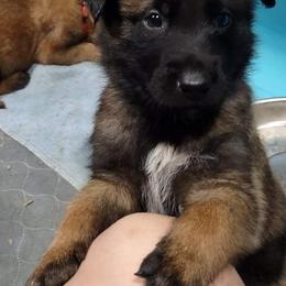 Belgian Malinois and German Shepherd Puppies from Madhouse’s Belgian Malinois and German Shepherds
