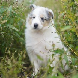 Prada - White female Collie puppy in Huffville, Virginia from Blackberry Hills Cattle dogs and Collies