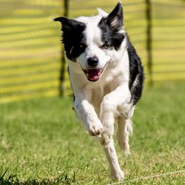 Story - Border Collie