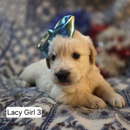 Lacy Girl 3 - Light golden female Golden Retriever puppy in Niles, Michigan from Family Raised Goldens