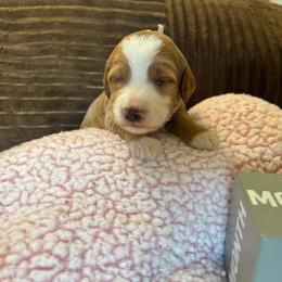 Gingerbread - Red  female Goldendoodle puppy in Chino Valley, Arizona from Bass Creek Doodles