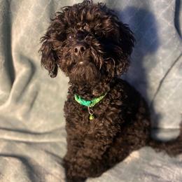 Onyx - Black male Assorted Doodle Crosses puppy in Tropic, Utah from Lady Paws-Kara