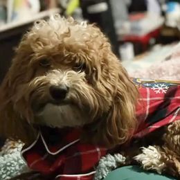 Sam - Goldendoodle