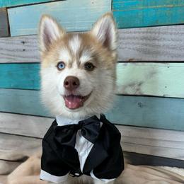 Paul - Red and white male Pomsky puppy in Krum, Texas from Paw-Some Pomskies