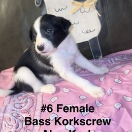 Gabriella - Black and white female Border Collie puppy in Liverpool, Pennsylvania from Breezy Acres Stock & Sporting Dogs