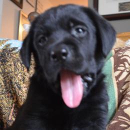 Beagle and Labrador Retriever Puppies from Badland Kennel