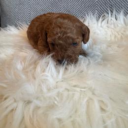 Dana - Apricot female Goldendoodle puppy in Davie, Florida from Daviegoldendoodles