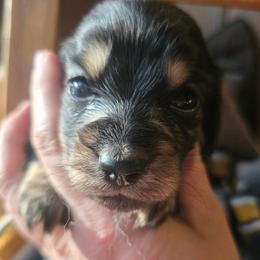 Poppy - Black and cream female Dachshund puppy in Bigfork, Minnesota from Long Ears and Long Dogs Ranch