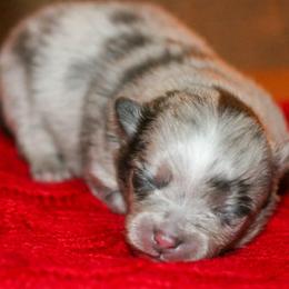 Bubbles-True blue merle - Blue merle female Pomeranian puppy in Bremen, Indiana from AMS Pomeranians and Pomskies in Indiana